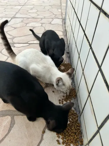 Gatinhos fotos para adoção responsável ?
