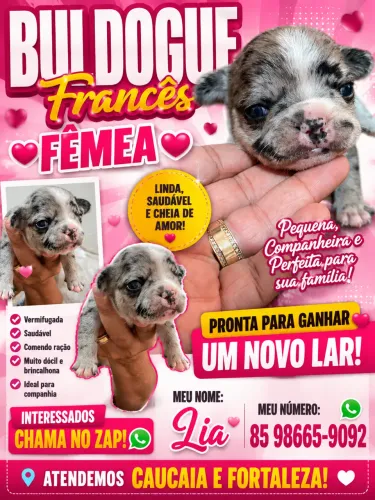 Buldogue francês