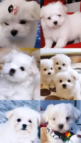 Lindos filhotes de Maltês