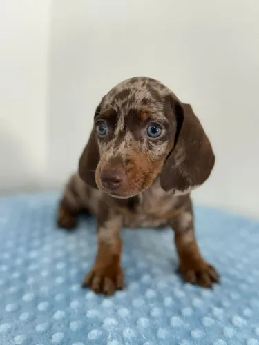 Filhote Dachshund Salsicha 
