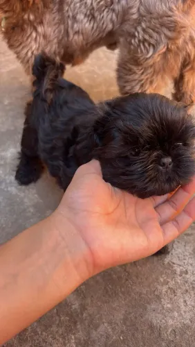 Shituz fêmea exótica pequena linda pronta pra ir para teu lar carinhosa brincalhona 
