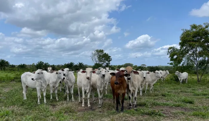 Oportunidade no Agronegócio