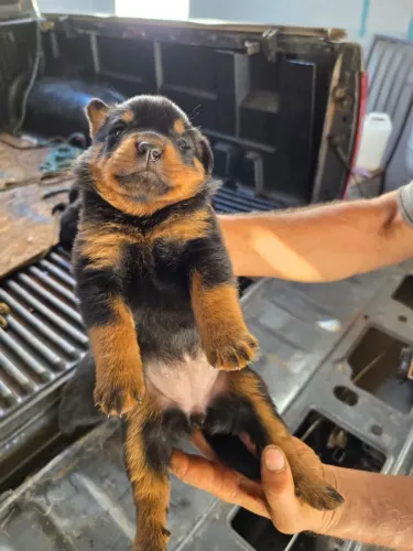 Vendo filhotes de rottweiler pronta entrega 