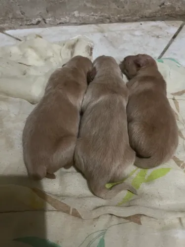 Vendendo Filhotes Golden Retriever