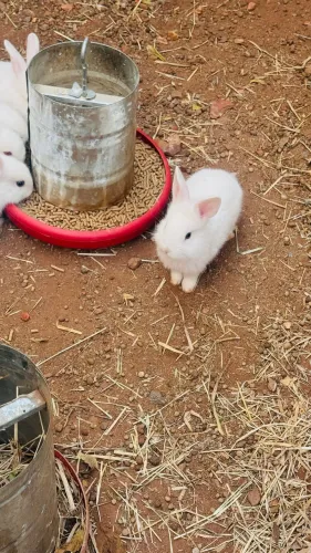 Coelhos