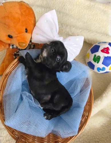 EXCEPCIONAL FILHOTES DE CHIHUAHUA COM PEDIGREE