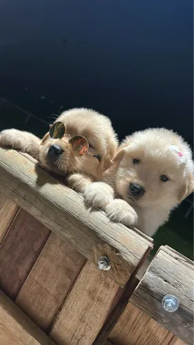 Golden Retriever