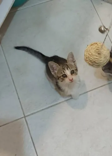 Doação Responsável - Gato Macho 