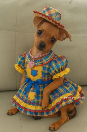 Pinscher/Pincher Baby Mini Perfeito Macho e Fêmea com Pedigree São Paulo