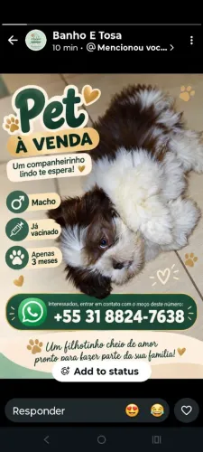 Um cachorro