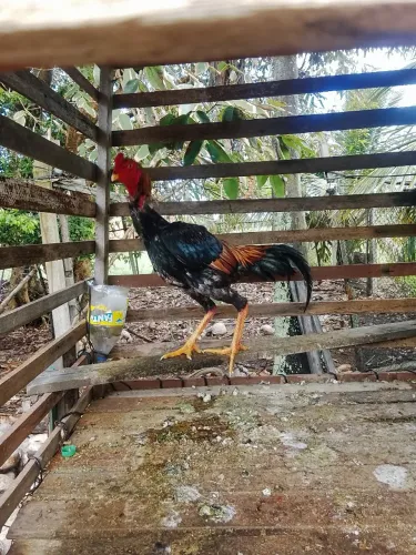 Vendo frango