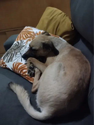 Cachorro vira lata
