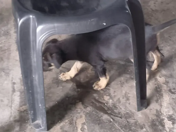 CADELA PRA DOAÇÃO