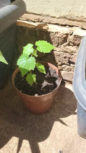 Muda de uva 