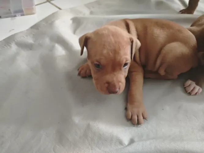 Filhotes de American Pit Bull Terrier Legítimos