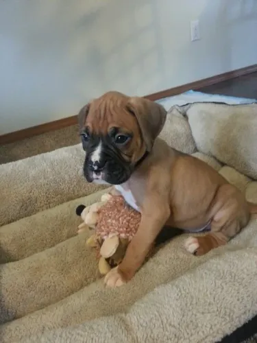 Filhotes de Boxer para dar leveza no seu dia !