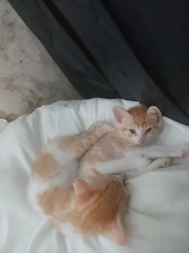 Doação de gatos filhotes