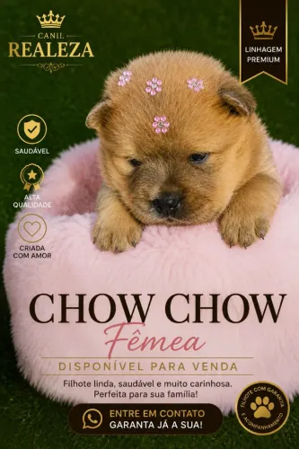 Lindas fêmeas em promoção chow-chow