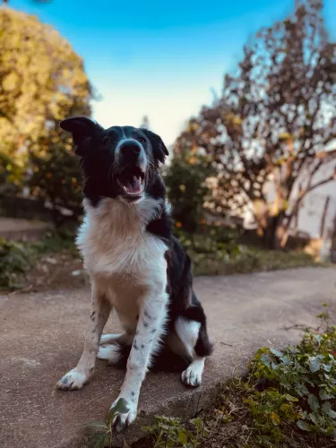 Border Collie fêmea, 8 meses , carinhosa docil