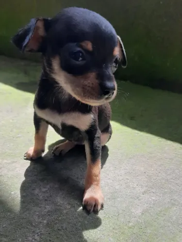 Pinscher amor a primeira vista machinho