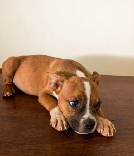 American Bully - Pedigree e Vacinado