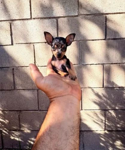 Pinscher macho disponível