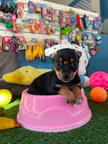 Pisncher miniatura fêminha