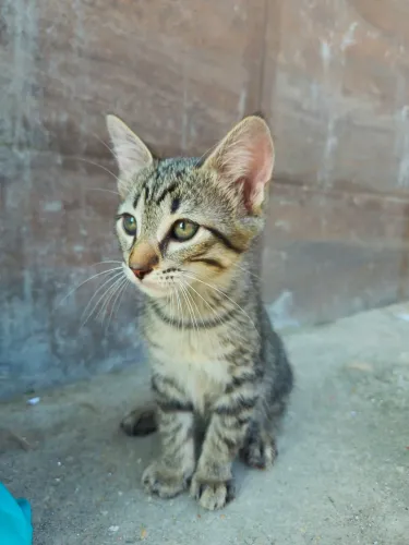 Doação de gatinha rajada