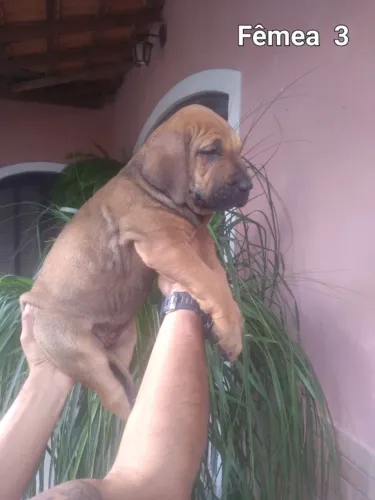 Fila brasileiro 