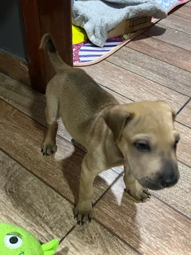 Filhote de shar - pei