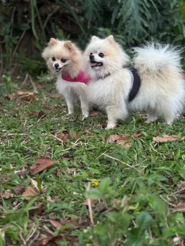 Casal de spidz alemão anão