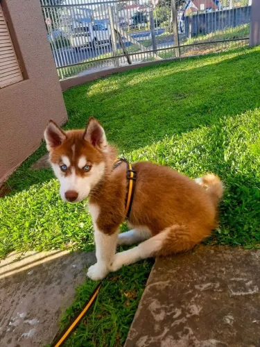 Husky siberiano Esse cachorro vai encher sua casa de amor