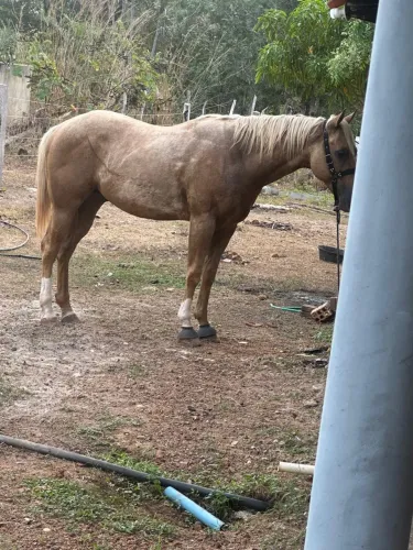 Cavalo quarto de milha 