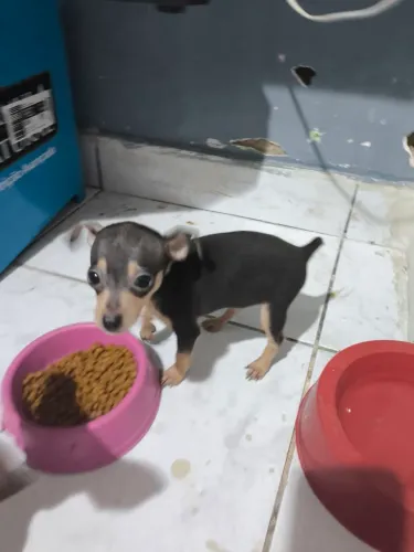 Cachorro ?