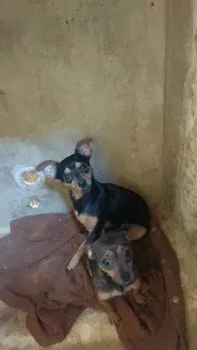Vendo um cachorro da raça pinscher macho e fêmea