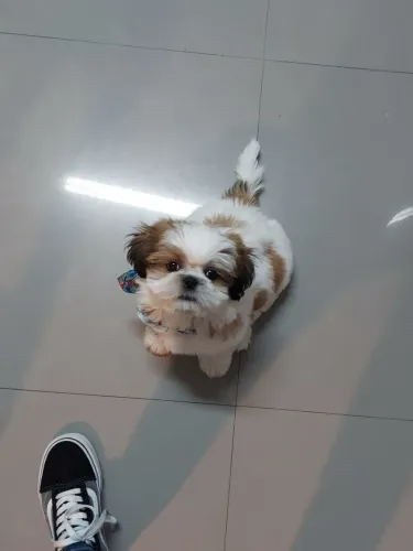 Cachorra mansa doa
