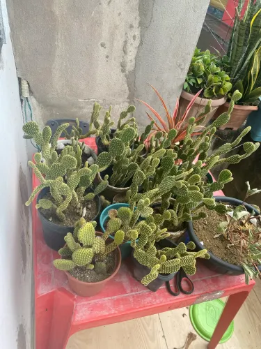Vendo cactos mais de 6