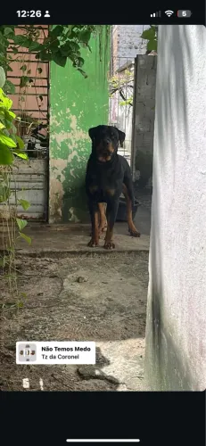Aluguéis de cachorros rottweiler para terreno ou firma