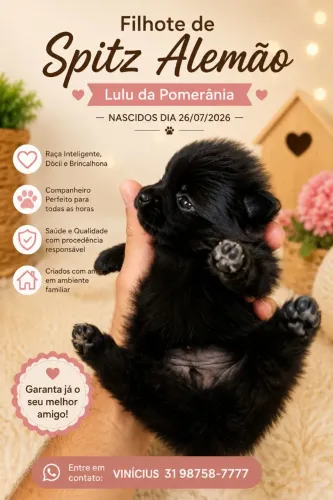 Lulu da Pomerânia filhote 41 dias
