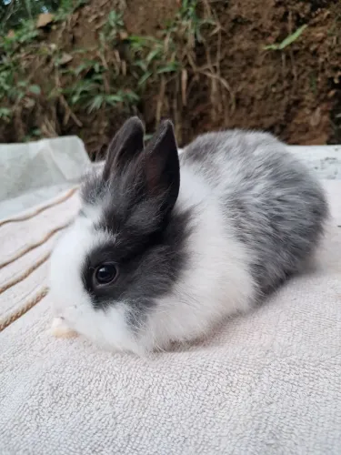 Coelho pequeno baby Lionhead