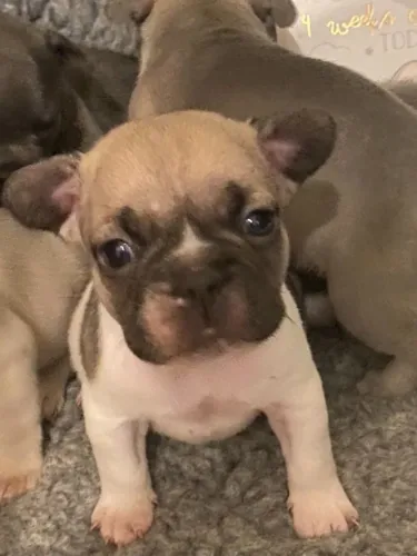 Bulldog Francês lindíssimos e muito fofos! Chama no WhatsApp para mais informações.