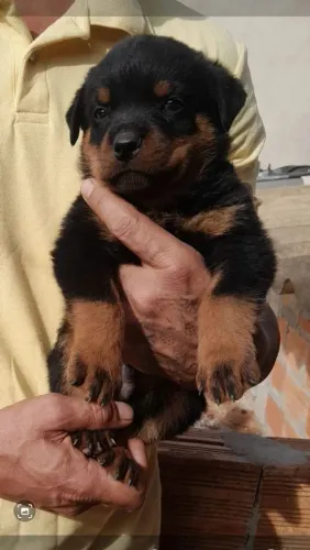 Filhotes de Rottweiler