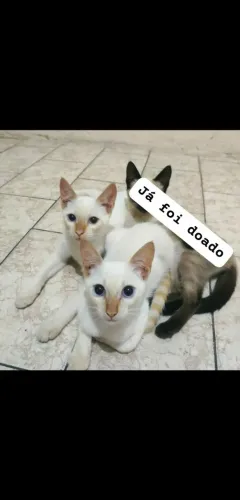 Doação de gatinhos