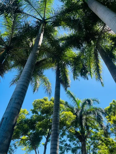 Chácara a venda em Pinheiral