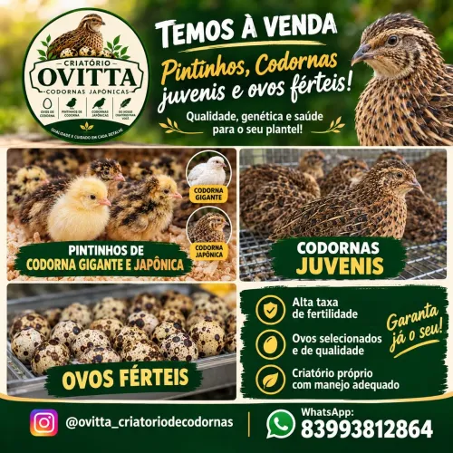 Codornas, ovos férteis...