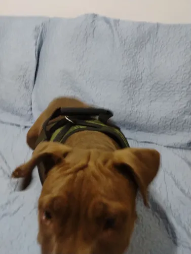 Pit Monster 