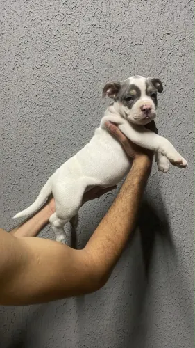 American bully femeas