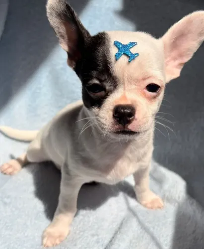 Machinho de chihuahua pelo curto