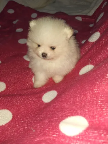 Lulu da Pomerânia filhotes