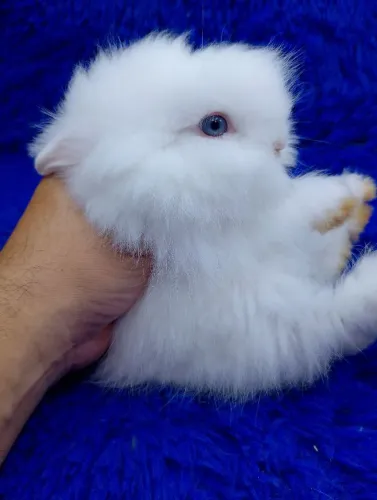 Branco dos olhos azuis(coelho anão ursinho)